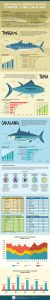infografis komoditi tuna dan cakalang - kementrian kelautan dan kelautan - kontenesia